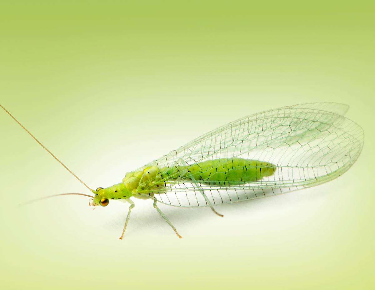 Chrysope verte