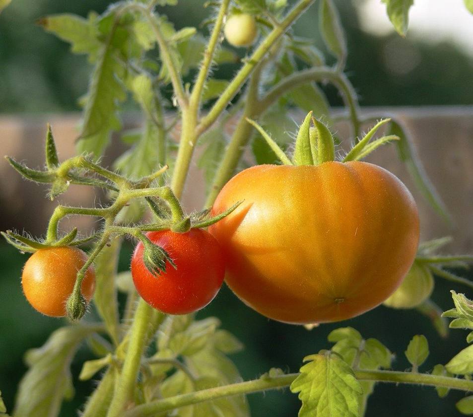 culture-tomate-fruit-legume-potager culture tomate fruit legume potager