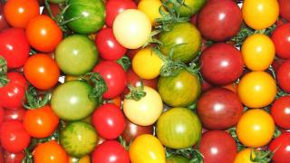 faire-murir-tomate-cerise faire murir tomate cerise
