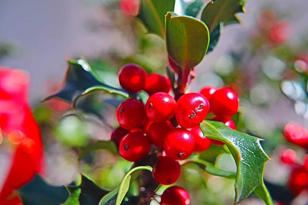 houx-ilex houx ilex