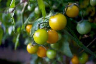 quand-comment-tailler-tomate-cerise quand comment tailler tomate cerise