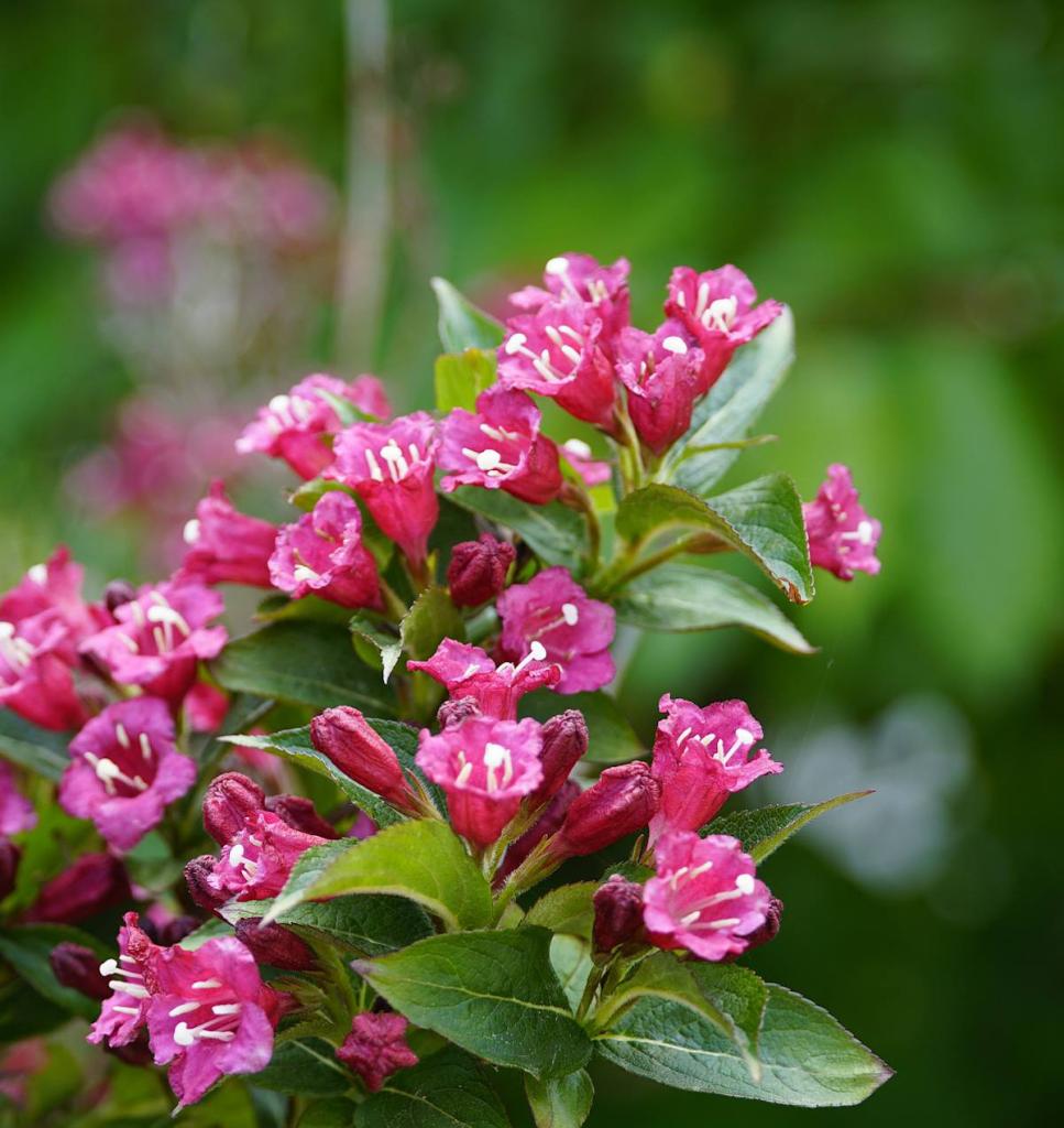 Weigelia - weigela