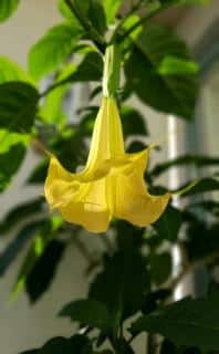 Brugmansia-en-pot Brugmansia en pot
