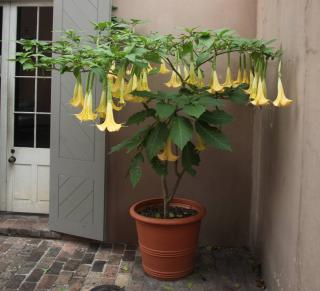 Brugmansia-plantation Brugmansia plantation