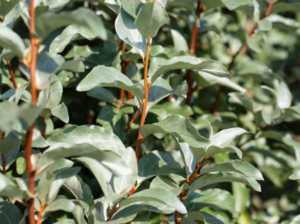 Eleagnus - elaeagnus