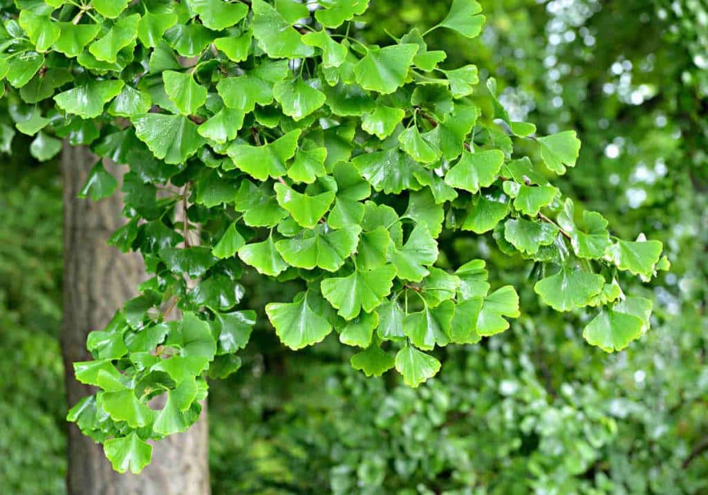 Ginkgo biloba