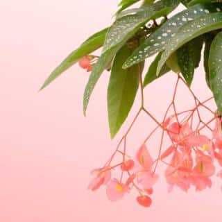begonia-tamaya Tamaya entretien