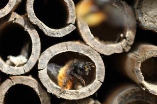 comment-vit-Osmie-Abeille-maconne comment vit Osmie - Abeille maconne