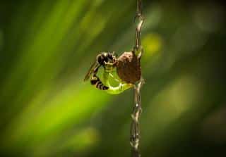 guepe-qui-se-nourrit-insecte guepe qui se nourrit insecte
