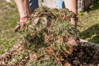 herbe-tondu-tonte-compost herbe tondu tonte compost