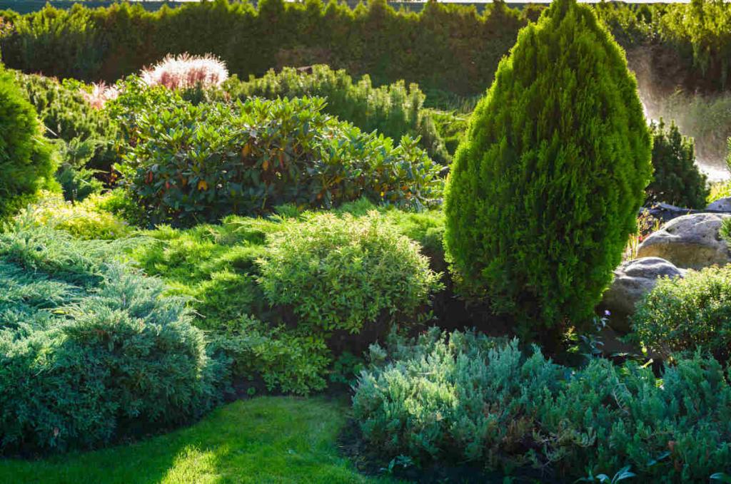 plantes-arbustes-persistants
