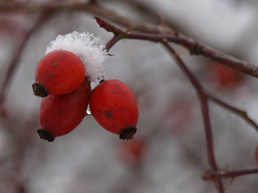 Rosier en hiver, protections et entretien