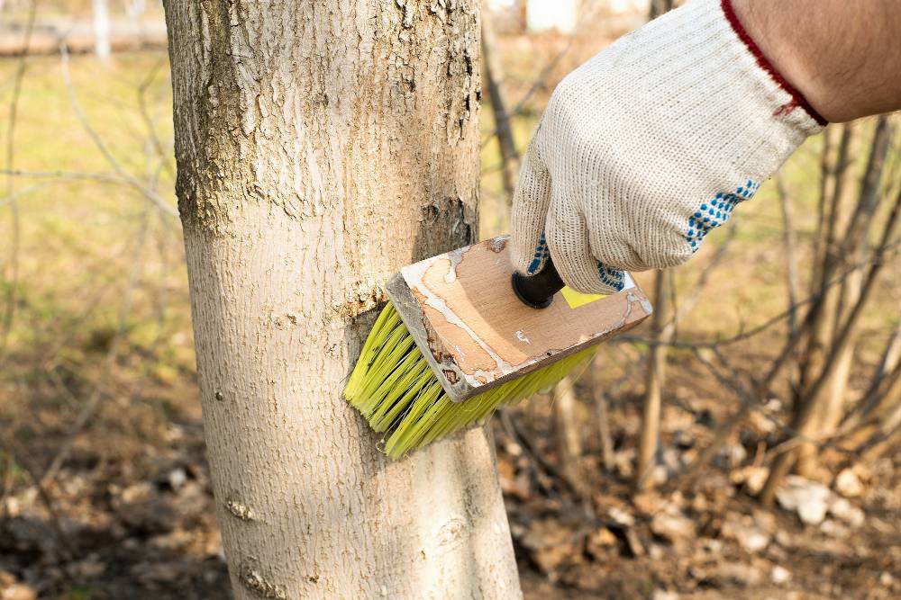Traitement des arbres fruitiers en hiver