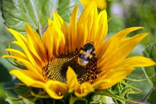 utilite-bourdon-pollinisation utilite bourdon pollinisation