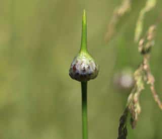 Ail-rocambole-Allium-scorodoprasum-plantation-semis Ail rocambole - Allium scorodoprasum plantation semis