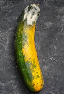 Courgette-qui-moisi-Botrytis-pourriture Courgette qui moisi - Botrytis pourriture
