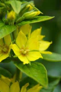 Entretien-Lysimaque-Lysimachia Entretien Lysimaque Lysimachia