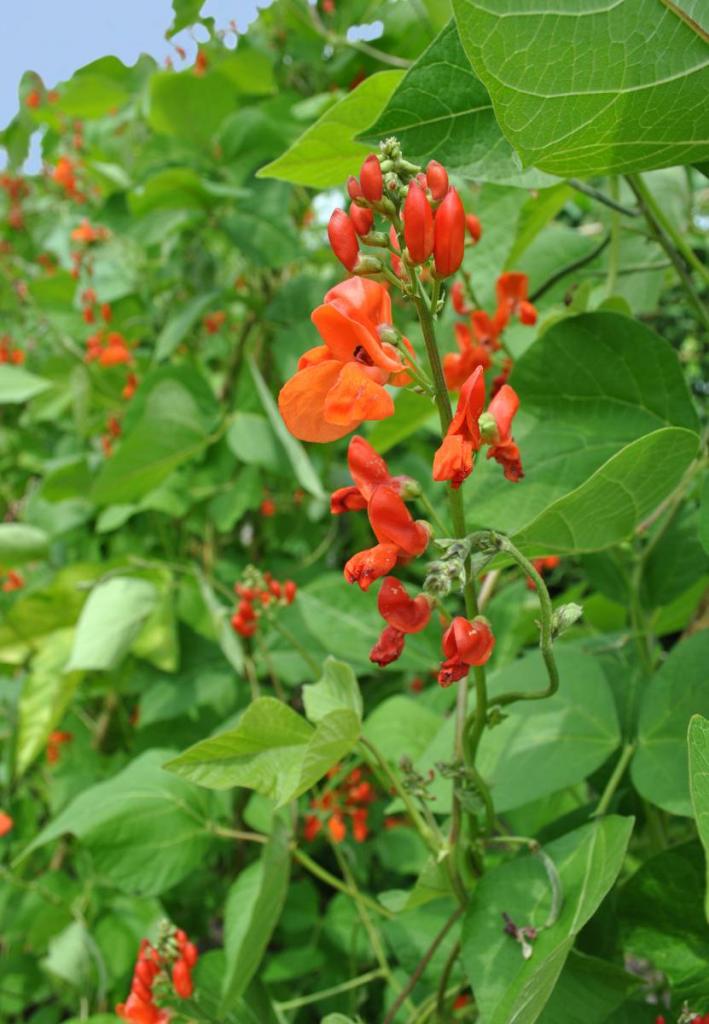 Haricot-despagne-Phaseolus-coccineus