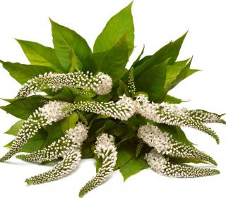 Lysimachia-clethroides Lysimachia clethroides