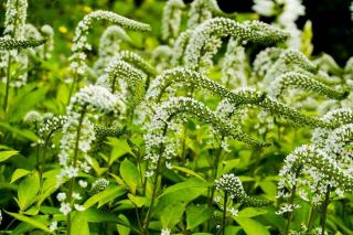 Lysimachia-ephemerum Lysimachia ephemerum