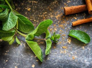 Mentha-spicata-cuisine-menthe Mentha spicata cuisine menthe