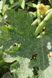 Oidium-courgette-feuille-blanche Oidium courgette feuille blanche