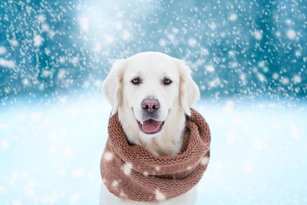 chien-froid-hiver