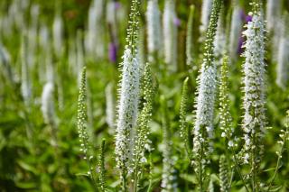 liatris-spicata-alba liatris spicata alba