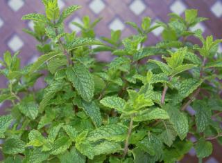 mentha-spicata-en-pot-menthe-verte-en-pot mentha spicata en pot - menthe verte en pot