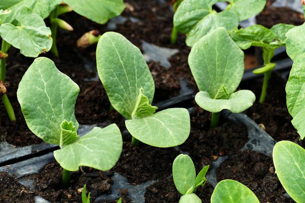 semis courgette