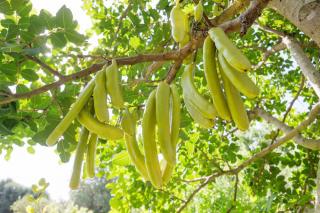 Caroubier-fruit-caroube-entreten-culture Caroubier fruit caroube entreten culture