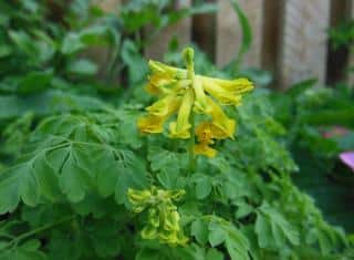 Coridalys-lutea Coridalys lutea