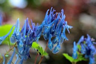 Corydalis-flexuosa Corydalis flexuosa