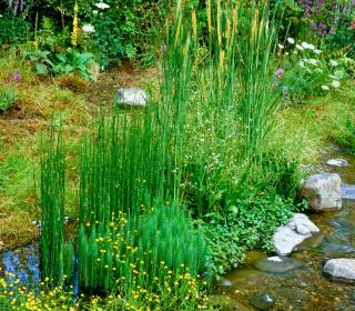 Equisetum Equisetum