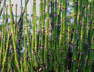 Equisetum-plante Equisetum plante
