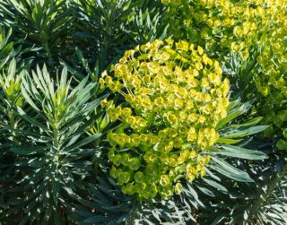 Euphorbe-euphorbia Euphorbe - euphorbia