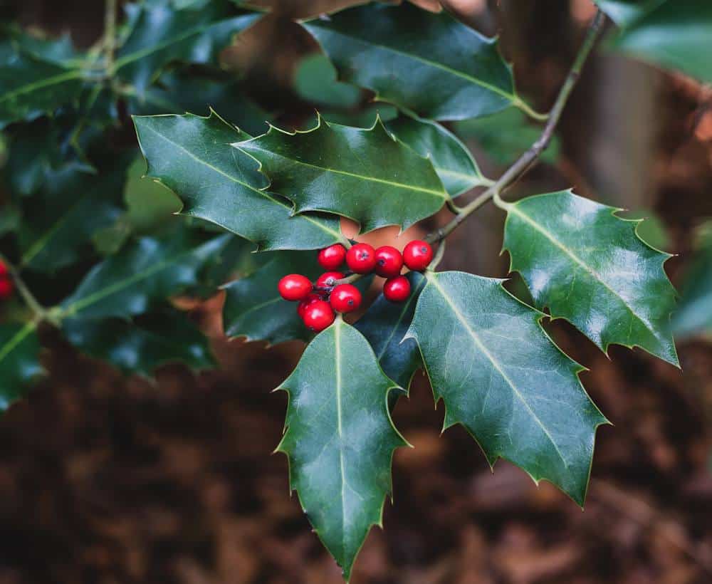houx Houx ilex arbuste