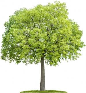 Micocoulier-Celtis-australis-plantation Micocoulier - Celtis australis plantation