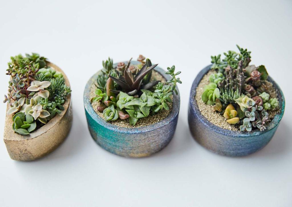 Plantes succulentes
