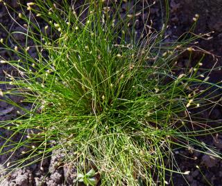 Scirpus-cernuus-Scirpe-incline-Souchet-penche Scirpus cernuus - Scirpe incliné - Souchet penché