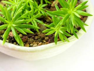 Sedum-reflexum-en-pot Sedum reflexum en pot