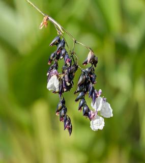 Thalia-dealbata-Thalie-blanche-fleur Thalia dealbata - Thalie blanche - fleur