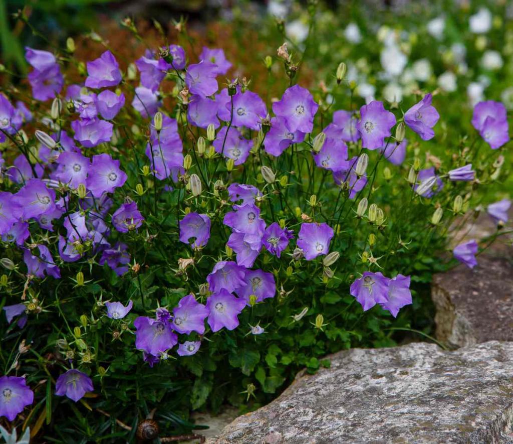 campanule - Campanule : jolie petite fleur, idéale en bordure et couvre-sol