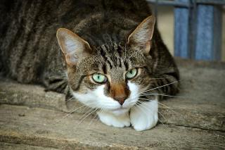 chat-seul-pendant-les-vacances chat seul pendant les vacances