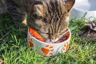 combien-de-temps-chat-sans-manger combien de temps chat sans manger