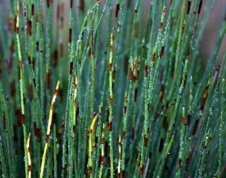 equisetum-hyemale equisetum hyemale