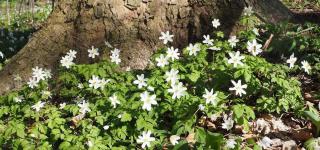 Anemone-des-bois Anemone des bois