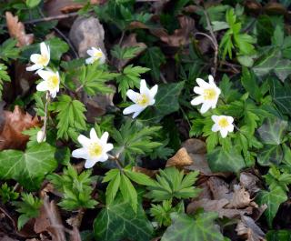 Anemone-des-bois-Sylvie-Anemone-nemorosa-Plantation Anemone des bois Sylvie - Anemone nemorosa - Plantation