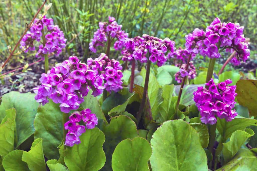 Bergenia