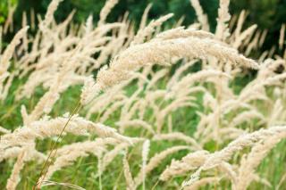 Calamagrostis-brachytricha Calamagrostis brachytricha